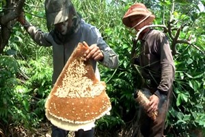 Cà Mau đăng ký bảo hộ thương hiệu 4 sản phẩm đặc thù Cà Mau đăng ký bảo hộ thương hiệu 4 sản phẩm đặc thù
