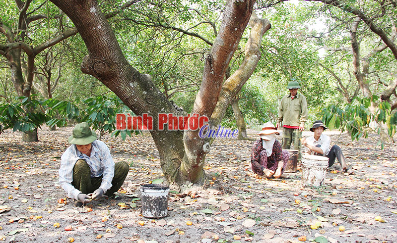 Cầm cố đất, bán điều non, vay nặng lãi ở Bù Gia Mập vẫn chưa “hạ nhiệt” Cầm cố đất, bán điều non, vay nặng lãi ở Bù Gia Mập vẫn chưa “hạ nhiệt”