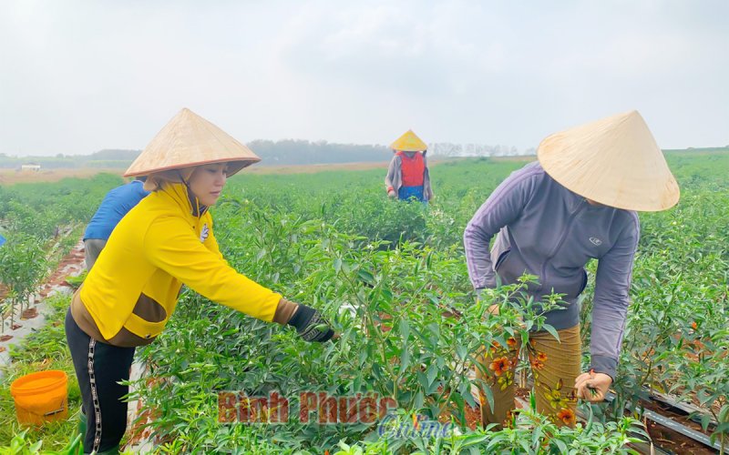Cần cơ chế tiêu thụ nông sản