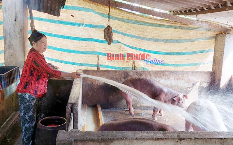 Cẩn trọng khi tái đàn trong dịch bệnh Cẩn trọng khi tái đàn trong dịch bệnh