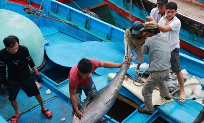 EVFTA: Cơ hội thúc đẩy phục hồi xuất khẩu sản phẩm tôm, cá ngừ vào EU EVFTA: Cơ hội thúc đẩy phục hồi xuất khẩu sản phẩm tôm, cá ngừ vào EU