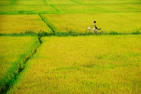 Đi qua cánh đồng Đi qua cánh đồng