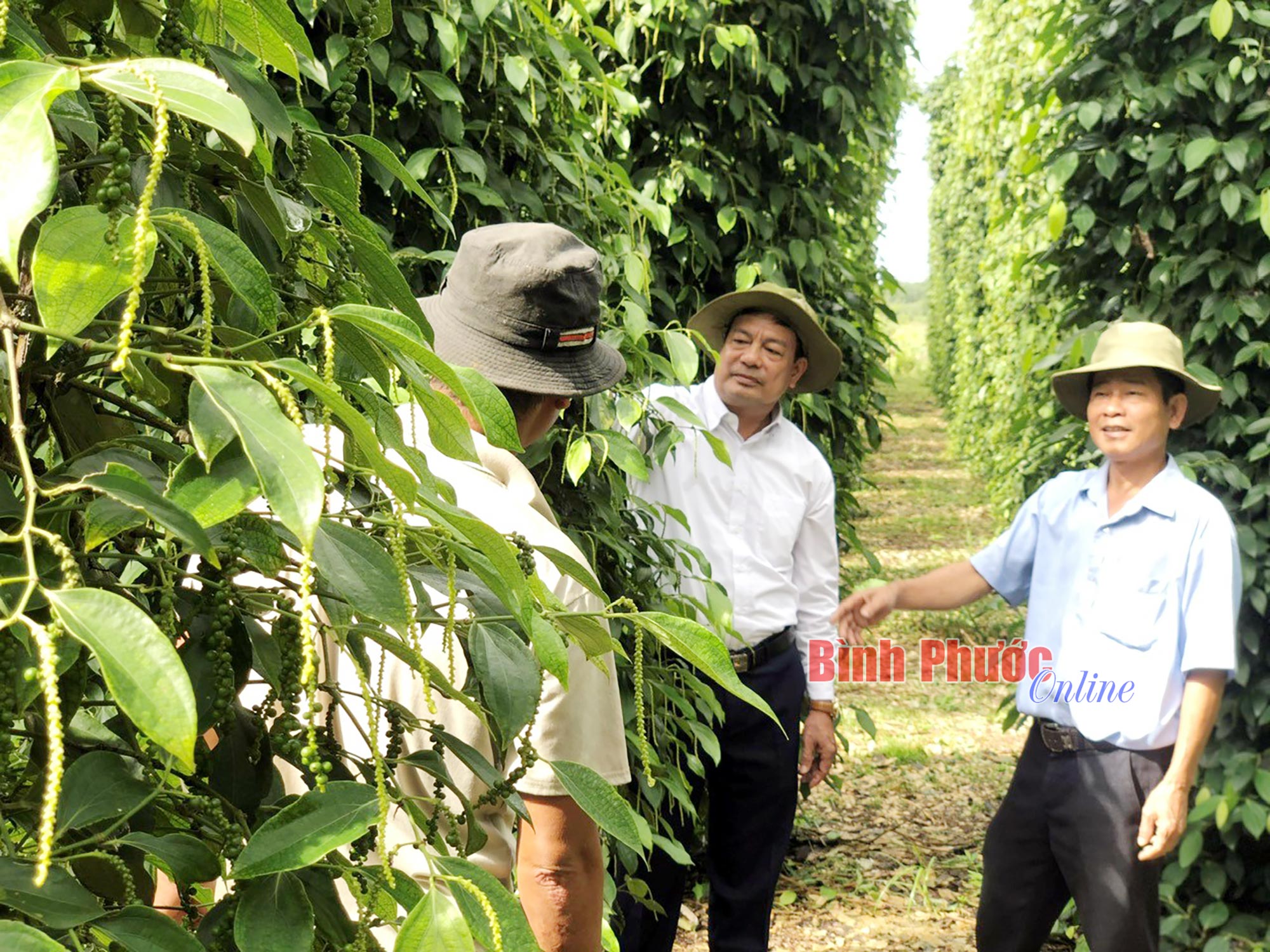 Canh tác hồ tiêu bền vững