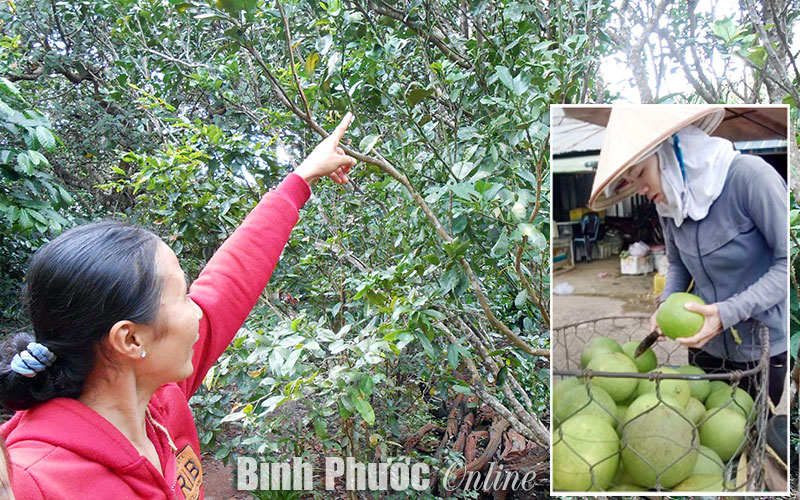 Cảnh giác với thương lái mua bưởi non