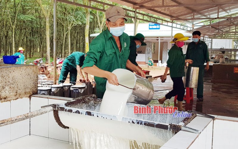 Cao su Bình Long thực hiện “nhiệm vụ kép” Cao su Bình Long thực hiện “nhiệm vụ kép”