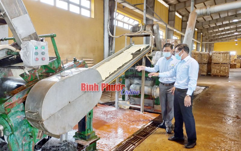 Cao su Bình Phước vững vàng “mục tiêu kép”