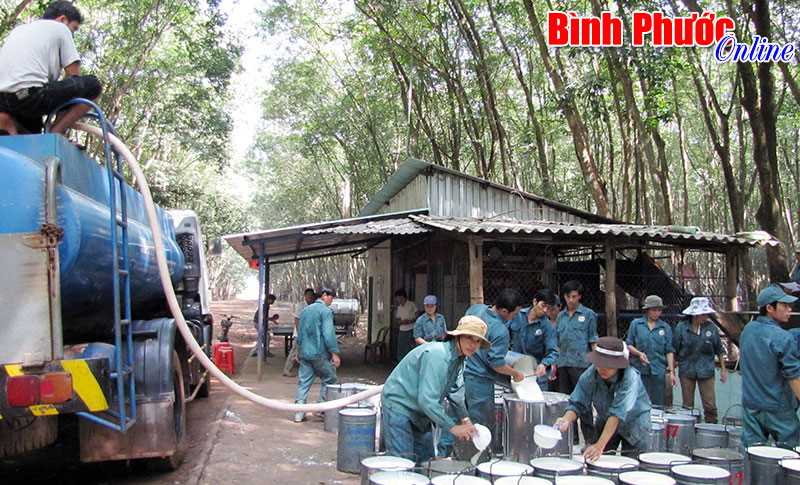 Cao su Sông Bé thu nhập bình quân 5,83 triệu đồng/người/tháng Cao su Sông Bé thu nhập bình quân 5,83 triệu đồng/người/tháng