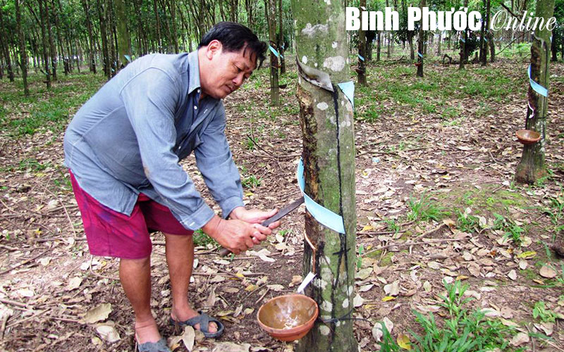 Cao su rớt giá, nông dân vẫn quyết bám vườn