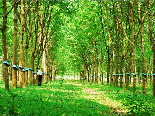 Tập đoàn công nghiệp cao su Việt Nam thoái vốn 541 tỷ đồng