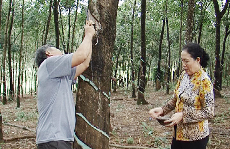 Nỗ lực vượt khó của gia đình có 4 nạn nhân chất độc da cam Nỗ lực vượt khó của gia đình có 4 nạn nhân chất độc da cam