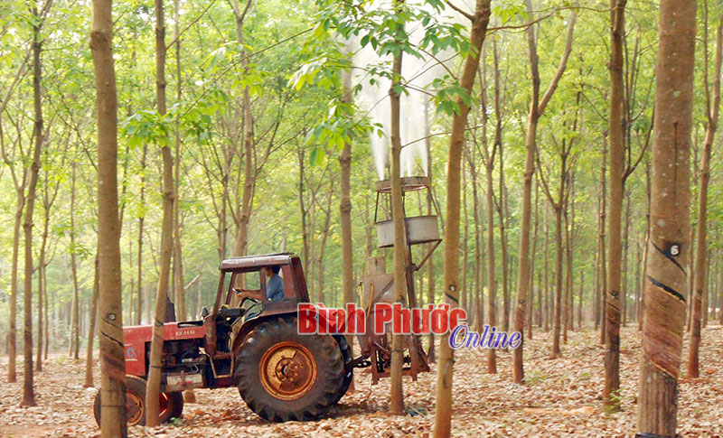 Công ty TNHH MTV cao su Lộc Ninh chủ động phòng bệnh phấn trắng Công ty TNHH MTV cao su Lộc Ninh chủ động phòng bệnh phấn trắng