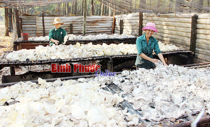Đáp án cho bài toán nâng cao thu nhập khi giá mủ xuống thấp