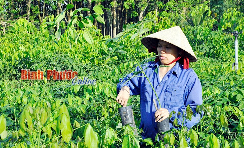 Cao su giống trúng mùa và khuyến cáo của ngành nông nghiệp - Bài cuối Cao su giống trúng mùa và khuyến cáo của ngành nông nghiệp - Bài cuối