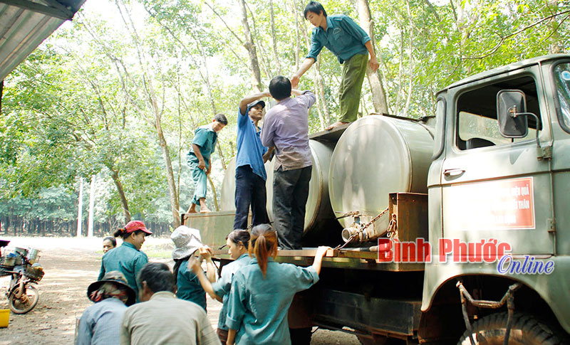 Cao su Bình Long thời giá mủ giảm