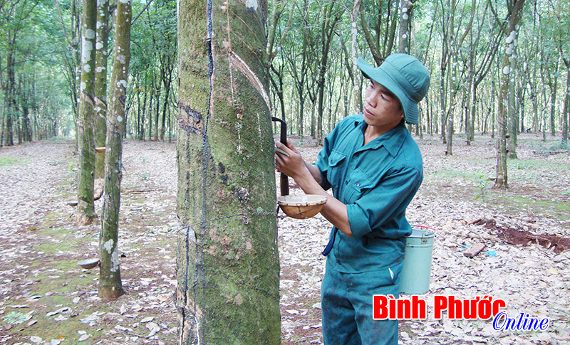 Để ngành cao su phát triển bền vững