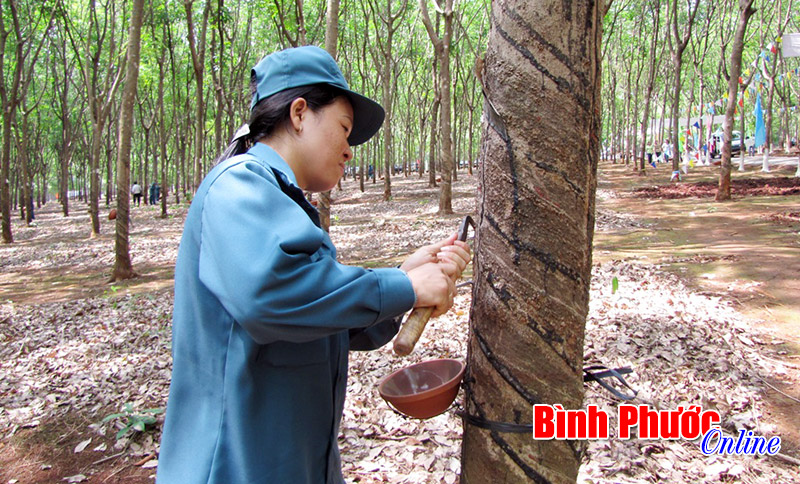Cao su Lộc Ninh hoàn thành 16% kế hoạch năm Cao su Lộc Ninh hoàn thành 16% kế hoạch năm