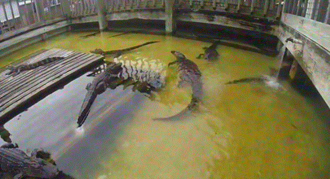 casau3.gif
