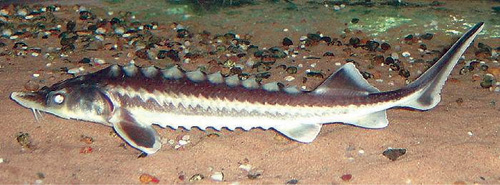 catam1.jpg