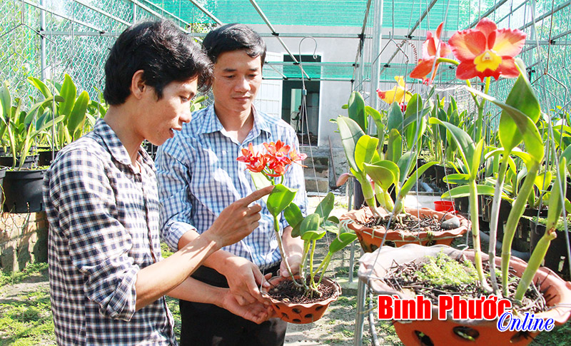 Câu lạc bộ hoa lan - Thú vui tao nhã của thanh niên thời @