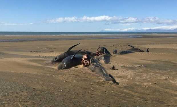Lại phát hiện đàn cá voi chết và mắc cạn bí ẩn ở bờ biển Iceland Lại phát hiện đàn cá voi chết và mắc cạn bí ẩn ở bờ biển Iceland