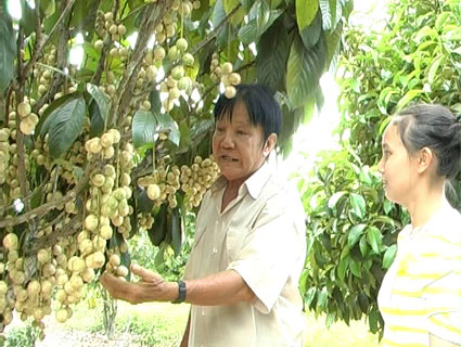 Cây dâu hạ châu đem lại thu nhập cao cho nhà vườn Cây dâu hạ châu đem lại thu nhập cao cho nhà vườn