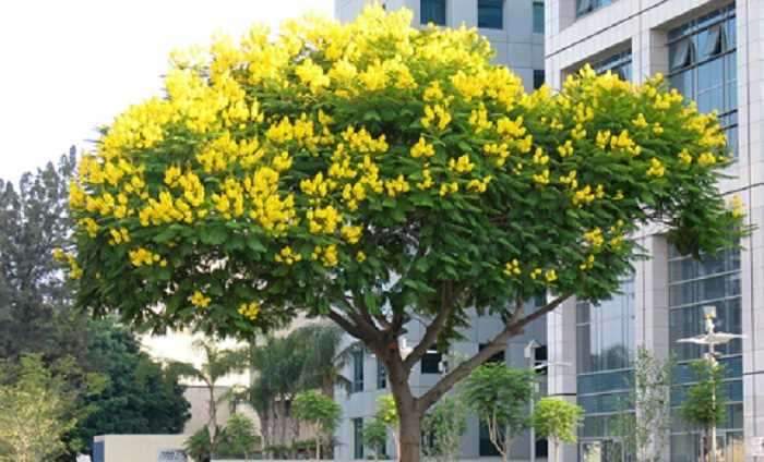 Vỉa hè đường Phú Riềng Đỏ sẽ trồng cây giáng hương