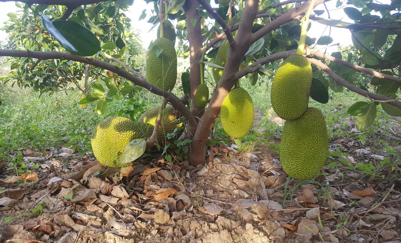 Giá mít lao dốc Giá mít lao dốc