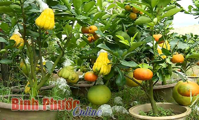 “Độc”, “lạ” cây ngũ quả chưng ngày tết “Độc”, “lạ” cây ngũ quả chưng ngày tết