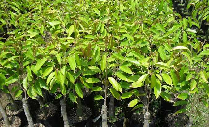 “Khát” cây giống sầu riêng