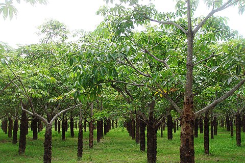 Toàn tỉnh có 407.388 ha cây lâu năm