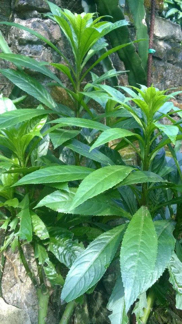cay-xuong-song-144955005708122015040813.jpg