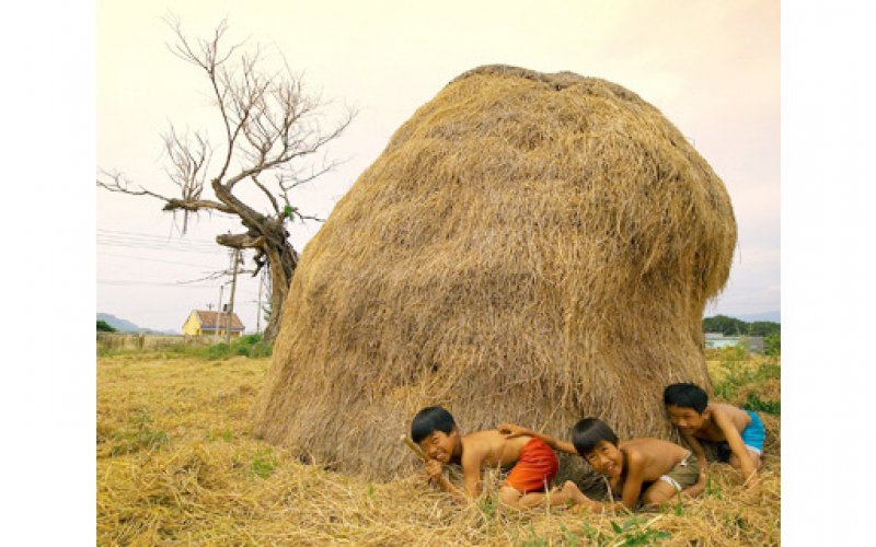 Cây rơm của mẹ Cây rơm của mẹ