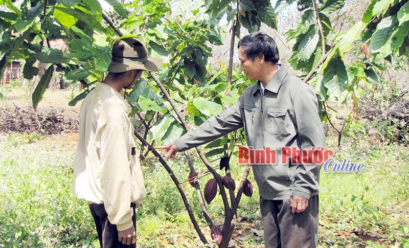 Ca cao - cây trồng xen giàu tiềm năng Ca cao - cây trồng xen giàu tiềm năng