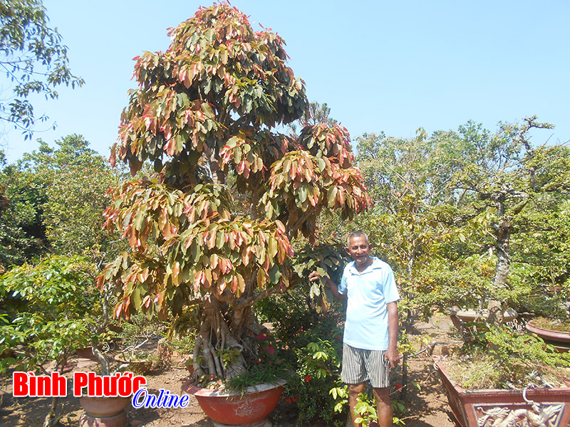 caycanhcothu1.jpg