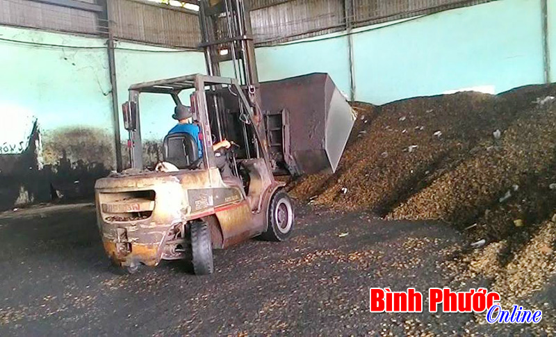 Cây điều có phụ nhà nông?! (Bài cuối) Cây điều có phụ nhà nông?! (Bài cuối)