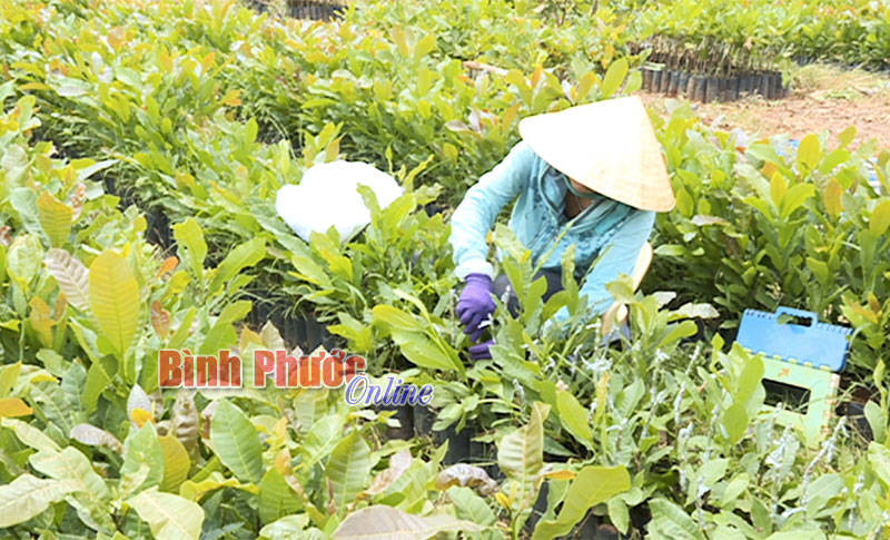 Cây giống hút hàng mùa vụ mới