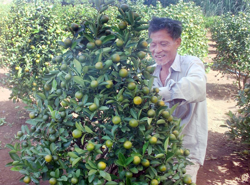 Hàng “ độc” cho chợ tết ở Tân Lợi, Lộc Phú (Lộc Ninh) Hàng “ độc” cho chợ tết ở Tân Lợi, Lộc Phú (Lộc Ninh)