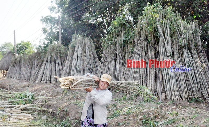 Nắng nóng, giá mì giảm Nắng nóng, giá mì giảm