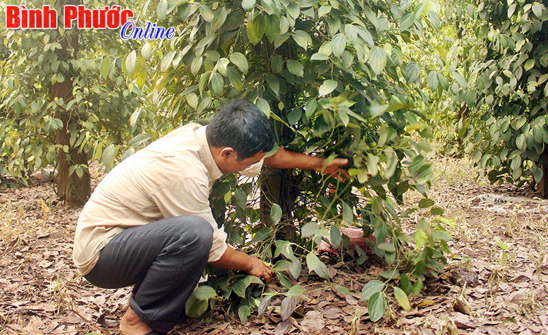 350 nông dân được tập huấn kỹ thuật chăm sóc cây tiêu 350 nông dân được tập huấn kỹ thuật chăm sóc cây tiêu