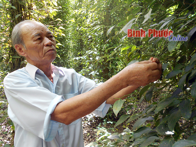 Giải pháp chống hạn hiệu quả cho cây tiêu Giải pháp chống hạn hiệu quả cho cây tiêu