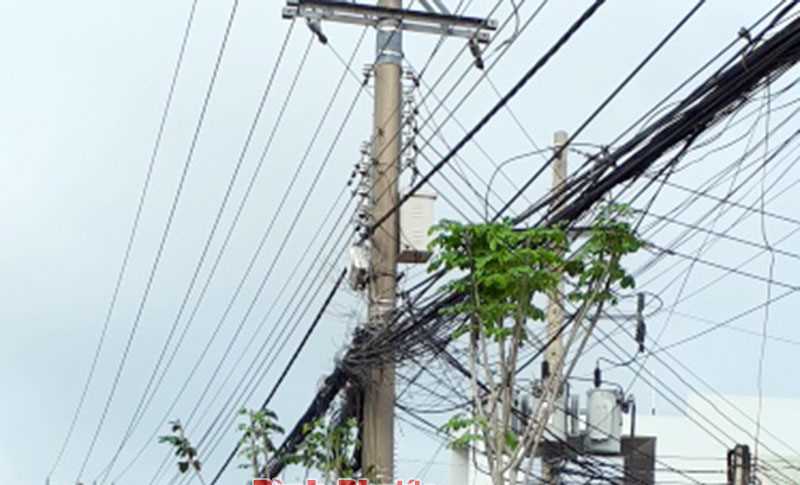 Cây xanh trồng dưới đường dây điện Cây xanh trồng dưới đường dây điện