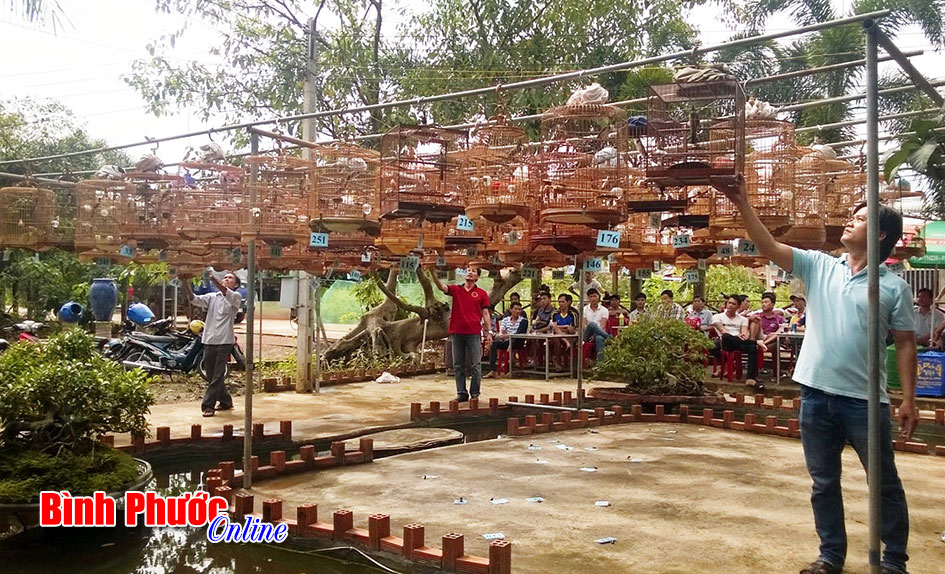 100 lồng chim chào mào thi hót