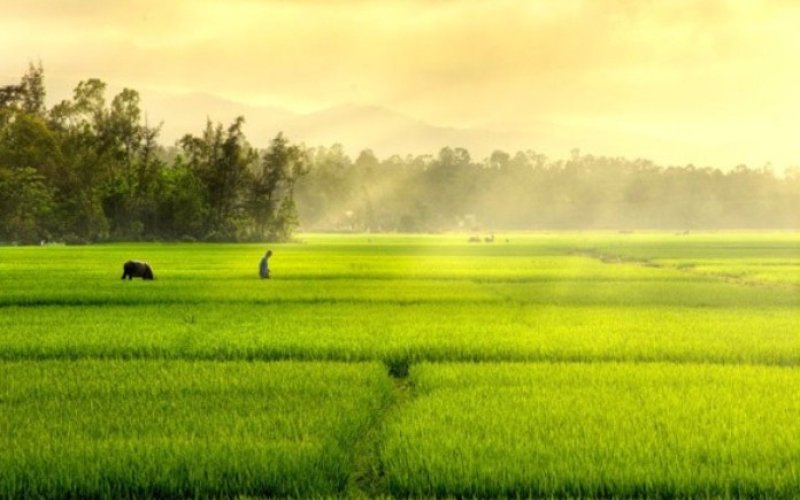Cha, ruộng đồng và những mùa cơm mới Cha, ruộng đồng và những mùa cơm mới