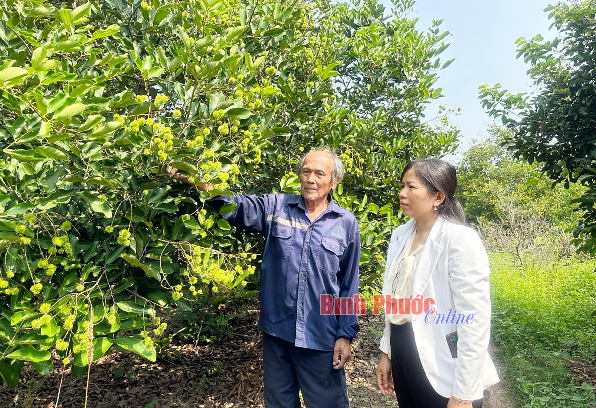 Chăm sóc cây đón giá đầu vụ Chăm sóc cây đón giá đầu vụ