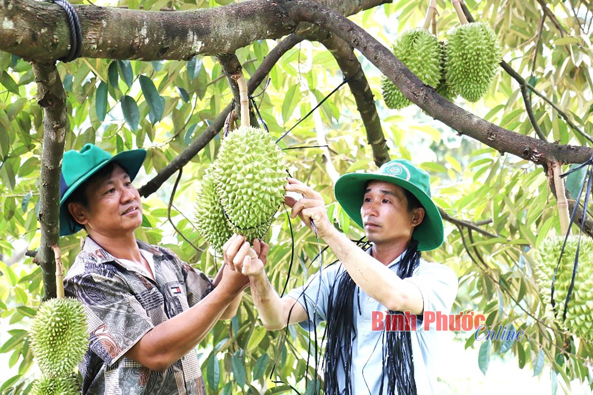 Chăm sóc sầu riêng trước thu hoạch