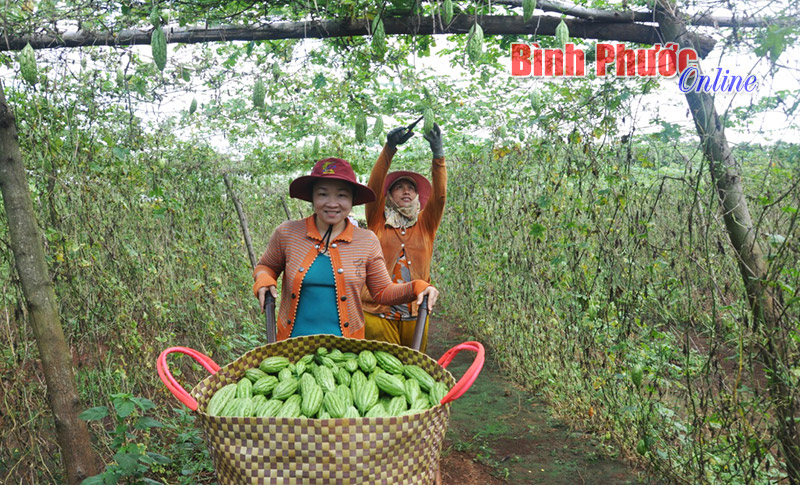Chăm chỉ lao động, đôi vợ chồng trẻ sớm giàu Chăm chỉ lao động, đôi vợ chồng trẻ sớm giàu