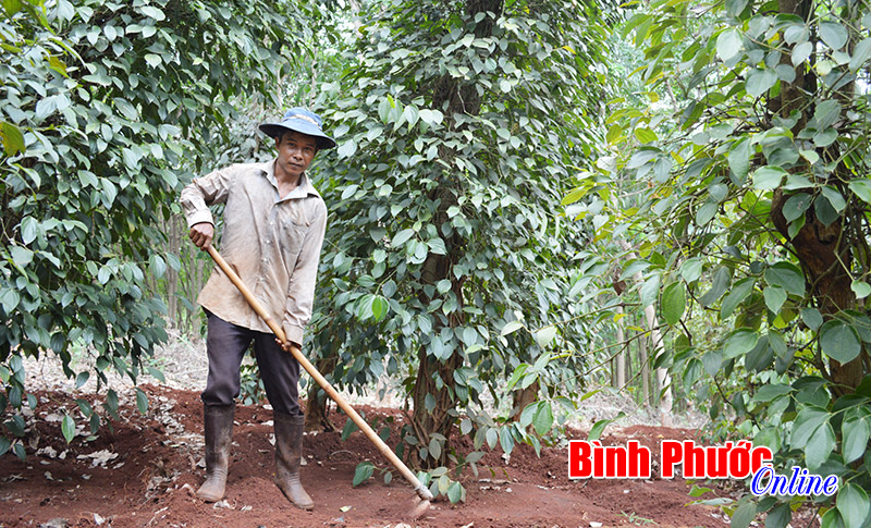 Để cây tiêu chậm lão hóa