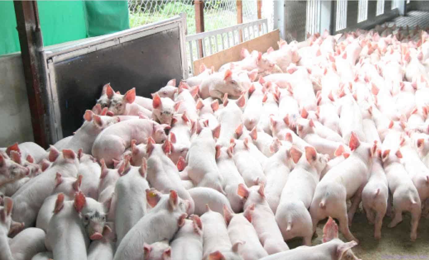 Rà soát chăn nuôi heo