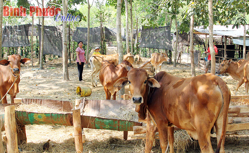 Chăn nuôi đại gia súc vẫn chỉ là tiềm năng Chăn nuôi đại gia súc vẫn chỉ là tiềm năng