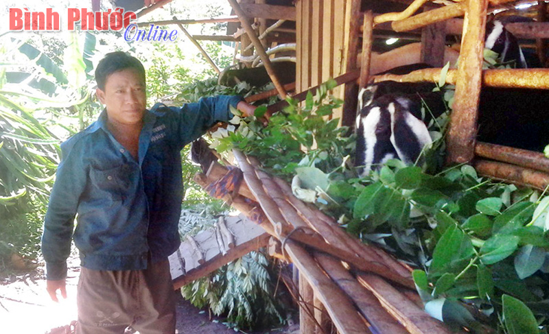 Lợi ích từ trồng trọt kết hợp chăn nuôi Lợi ích từ trồng trọt kết hợp chăn nuôi
